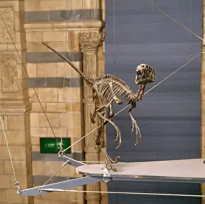 Lacertilia: Dromaeosaurus