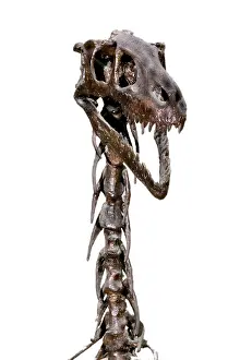 Scaled: Dromaeosaurus albertensis