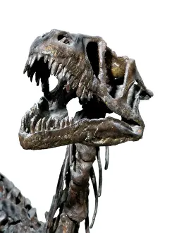 Scaled: Dromaeosaurus albertensis