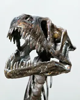 Scaled: Dromaeosaurus albertensis