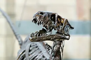 Scaled: Dromaeosaurus albertensis