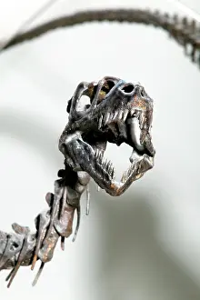 Scaled: Dromaeosaurus albertensis