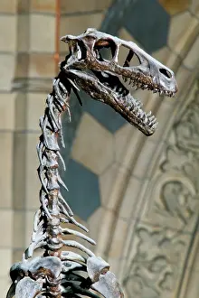 Saurischian: Dromaeosaurus albertensis