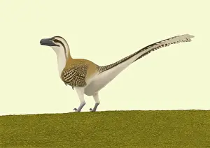 Dromaeosaurid: Dromaeosaurus albertensis