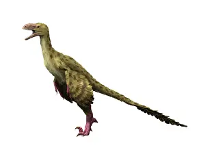 Dromaeosaurid: Dromaeosaurus dinosaur