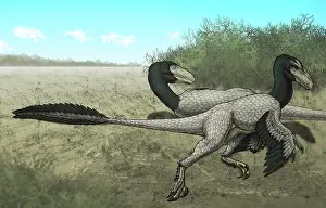 Dromaeosaurid: Two Dromaeosaurus dinosaurs sunbathing in the Cretaceous ?