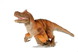 Dromaeosaurus: Dromaeosaurus, fuzzy raptor