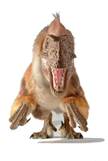 Maniraptoriformes: Dromaeosaurus, fuzzy raptor