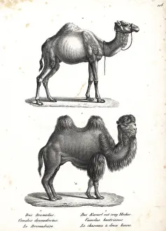 Dromedary: Dromedary and Bactrian camel, critically endangered