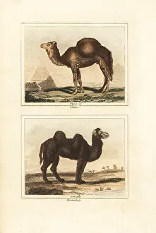 Quadrupeds: Dromedary and Bactrian camels