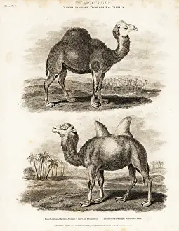 Dromedary: Dromedary and Bactrian camels
