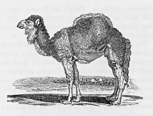 Proper: DROMEDARY (BEWICK)