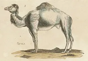 Dromedary: DROMEDARY CAMEL C1815