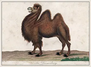 Dromedary: DROMEDARY CAMEL C1820