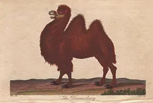 Dromedary: Dromedary camel, Camelus dromedarius