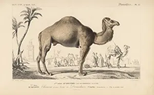 Travies: Dromedary camel, Camelus dromedarius