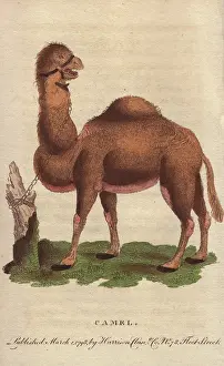 Dromedary: Dromedary camel, Camelus dromedarius