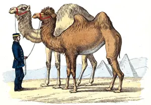 Comparing: Dromedary and Camel, Illustration