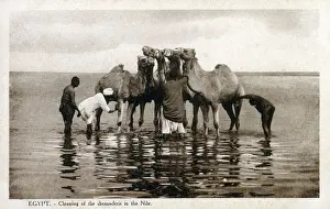 Handlers: Dromedary camels being cleaned in the River Nile