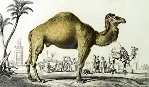 Hump: Dromedary (Camelus dromedarius)