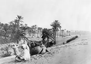 Rests: Dromedary in Tunisia, 1926