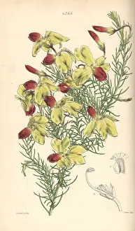 Drooping: Drooping leschenaultia, Leschenaultia arcuata