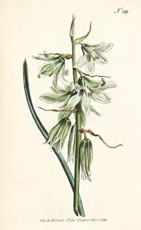 Drooping: Drooping or Neapolitan star of Bethlehem