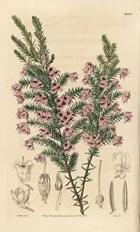 Drooping: Drooping round-headed heath, Erica florida var. campanulata