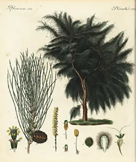 Drooping: Drooping she-oak, Allocasuarina verticillata