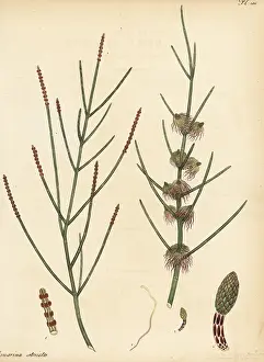 Florist: Drooping she-oak, Allocasuarina verticillata
