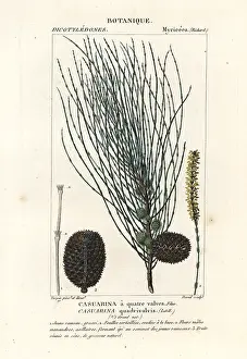 Drooping: Drooping sheoak, Allocasuarina verticillata