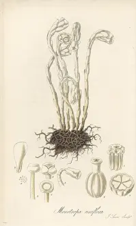 William Blackwood: Drooping single-flowered bird's nest, Monotropa uniflora
