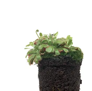 Moist: Drosera