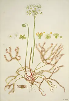 Drosera: Drosera binata, forked sundew