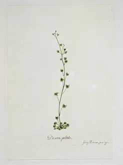 Endeavour: Drosera peltata, sundew