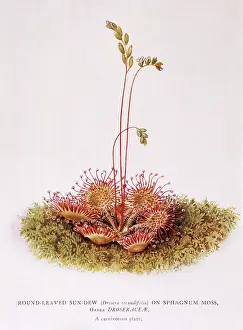 Rotundifolia: DROSERA ROTUNDIFOLIA