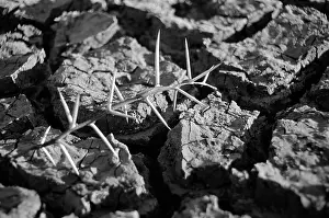 Parched: Drought - a branch of thorns on the cracked, parched earth