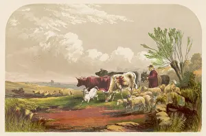 Drover: DROVER WITH COWS, SHEEP