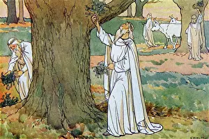 Sacrificial: Druids (ancient Priests) collect mistletoe
