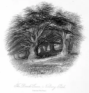 Norbury: Druids Grove, Norbury Park, Surrey