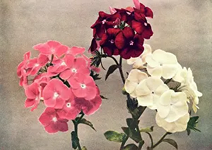 Drummond: Drummond?s Phlox