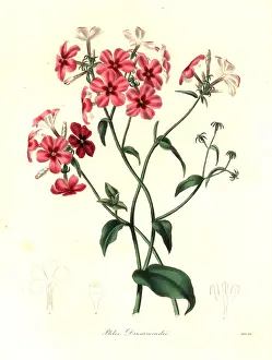 Drummondii: Drummond's phlox, Phlox drummondii
