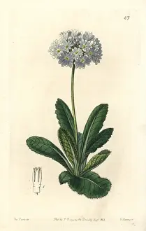 Denticulata: Drumstick primrose, Primula denticulata