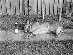 Barnaby: A drunk dog