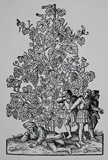 Grapevine: Drunk farmer under a huge grapevine