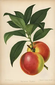 Macfarlane: Dryden nectarine, Prunus persica