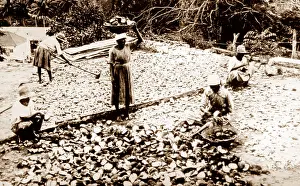 Coconuts: Drying coconuts, Jamaica