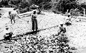 Coconuts: Drying coconuts Jamaica early 1900s