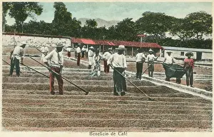 Raking: Drying coffee beans in the sun - Costa Rica