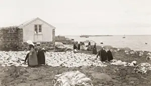 Reykjavik: Drying fish Reykjavik, Iceland